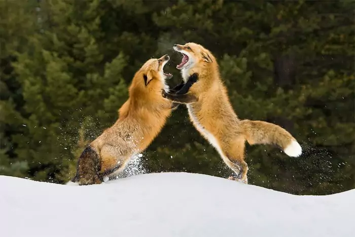 Самец и самка рыжей лисицы: основные отличия
