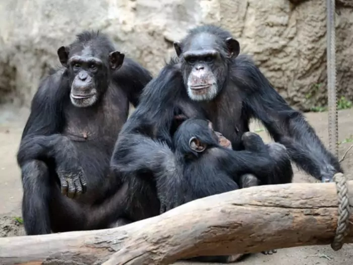 Самец и самка шимпанзе: основные отличия