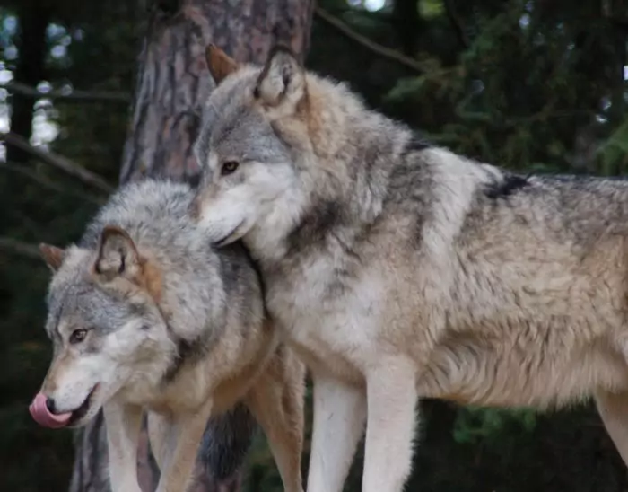 Самец и самка волка: основные отличия