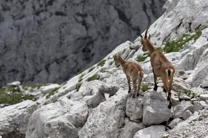 Самец и самка альпийского горного козла: основные отличия