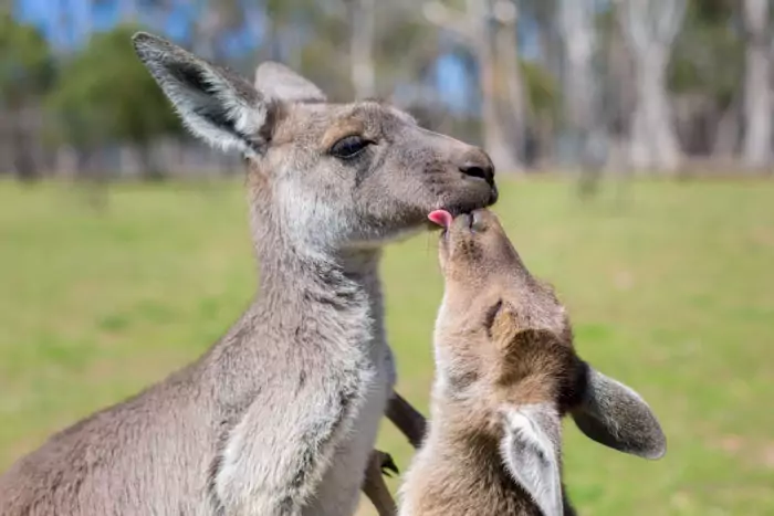 Самец и самка большого серого кенгуру: основные отличия