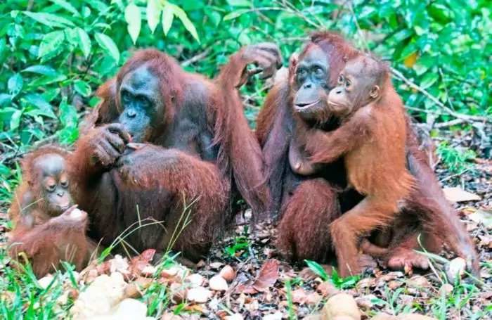 Самец и самка орангутана: основные отличия