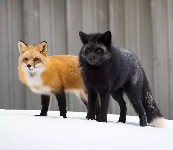 Рыжая лисица (Vulpes vulpes): фото, виды, интересные факты