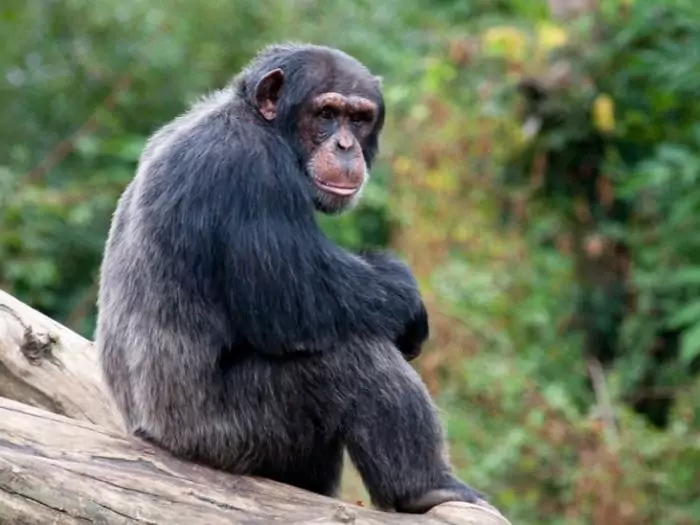 Западный шимпанзе (Pan troglodytes verus)