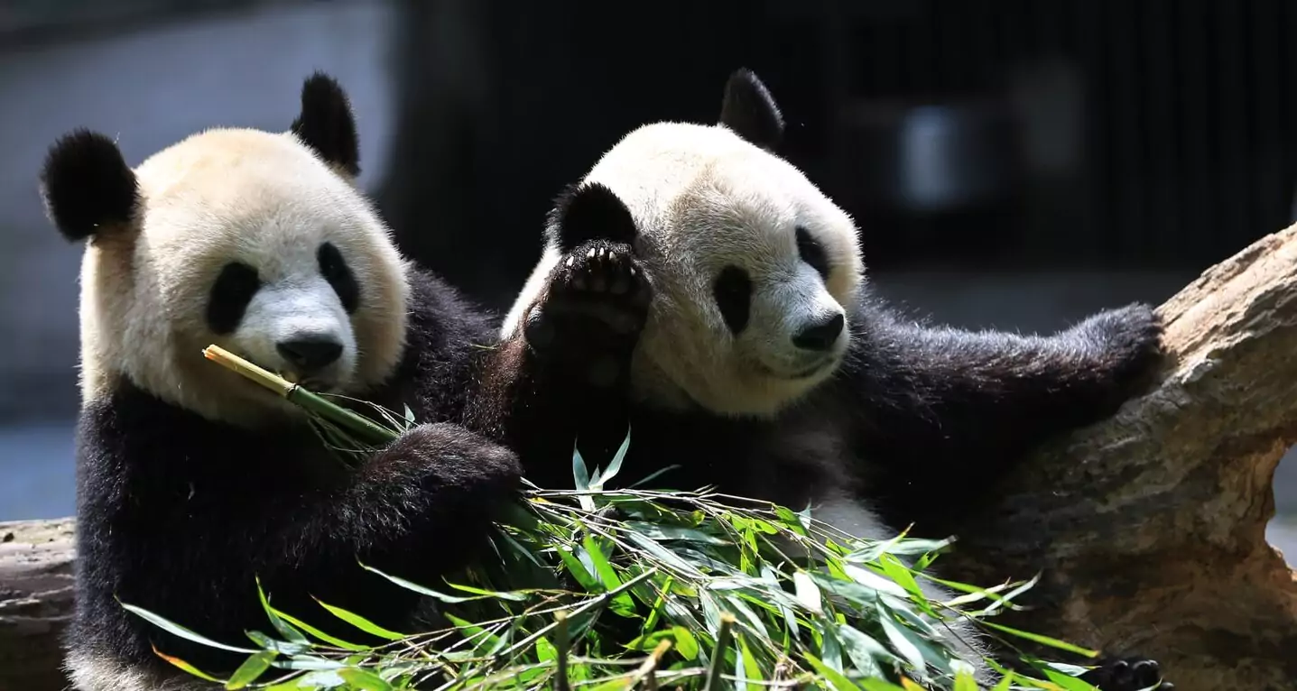 Размножение панды