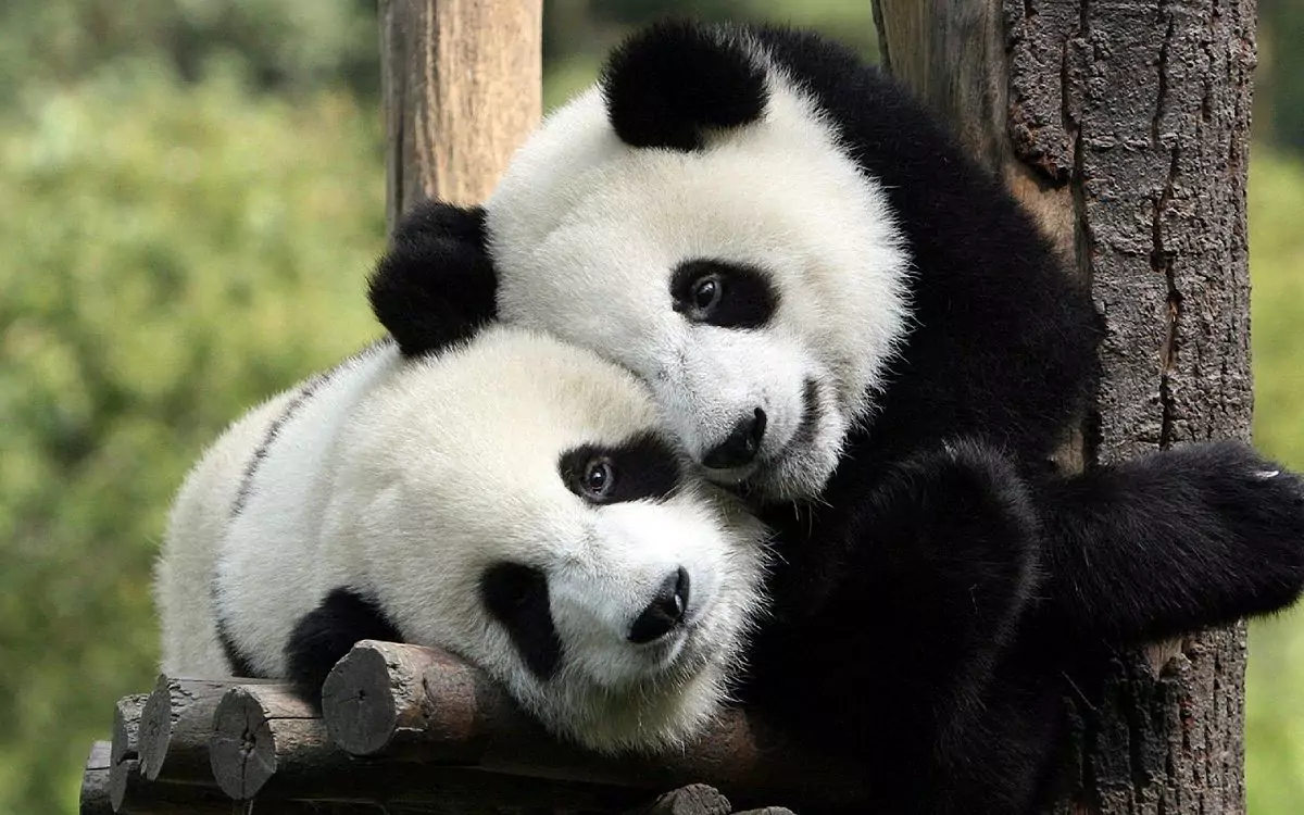 Самец и самка панды: основные отличия