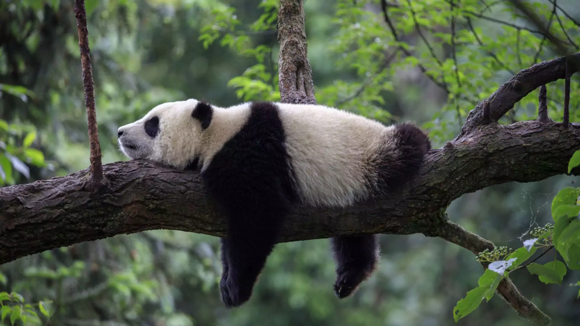 Поведение панды