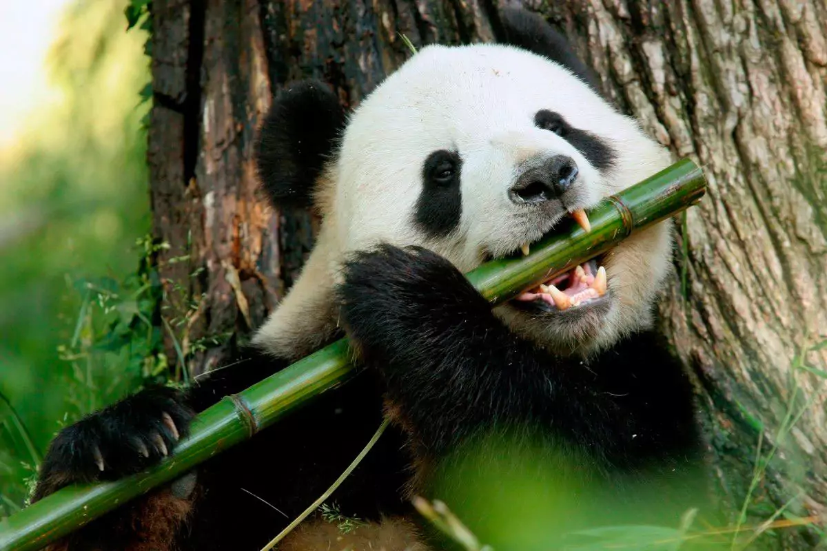 Особенности питания панды