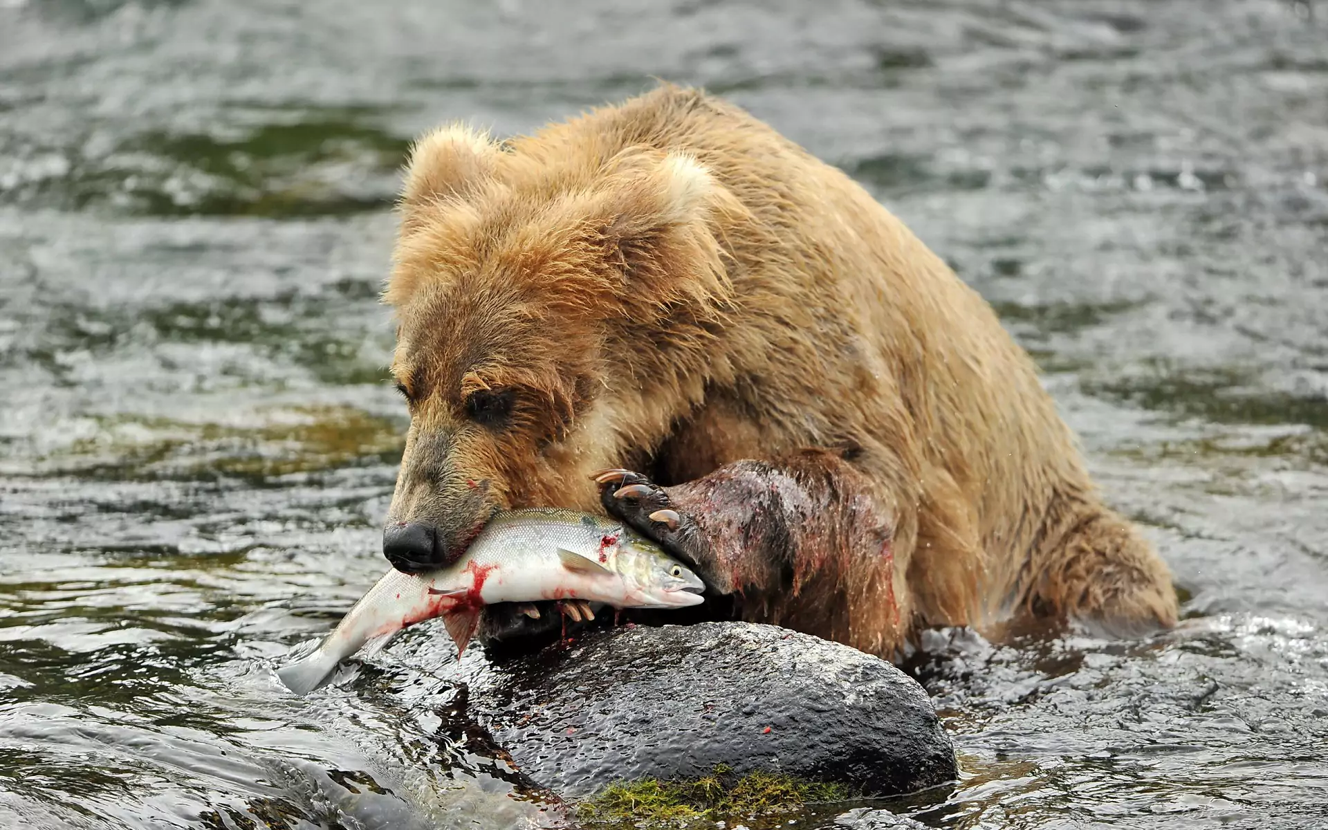 питание бурого медведя