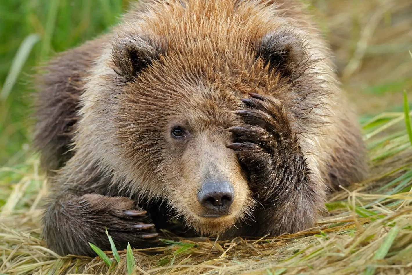 гобийский бурый медведь