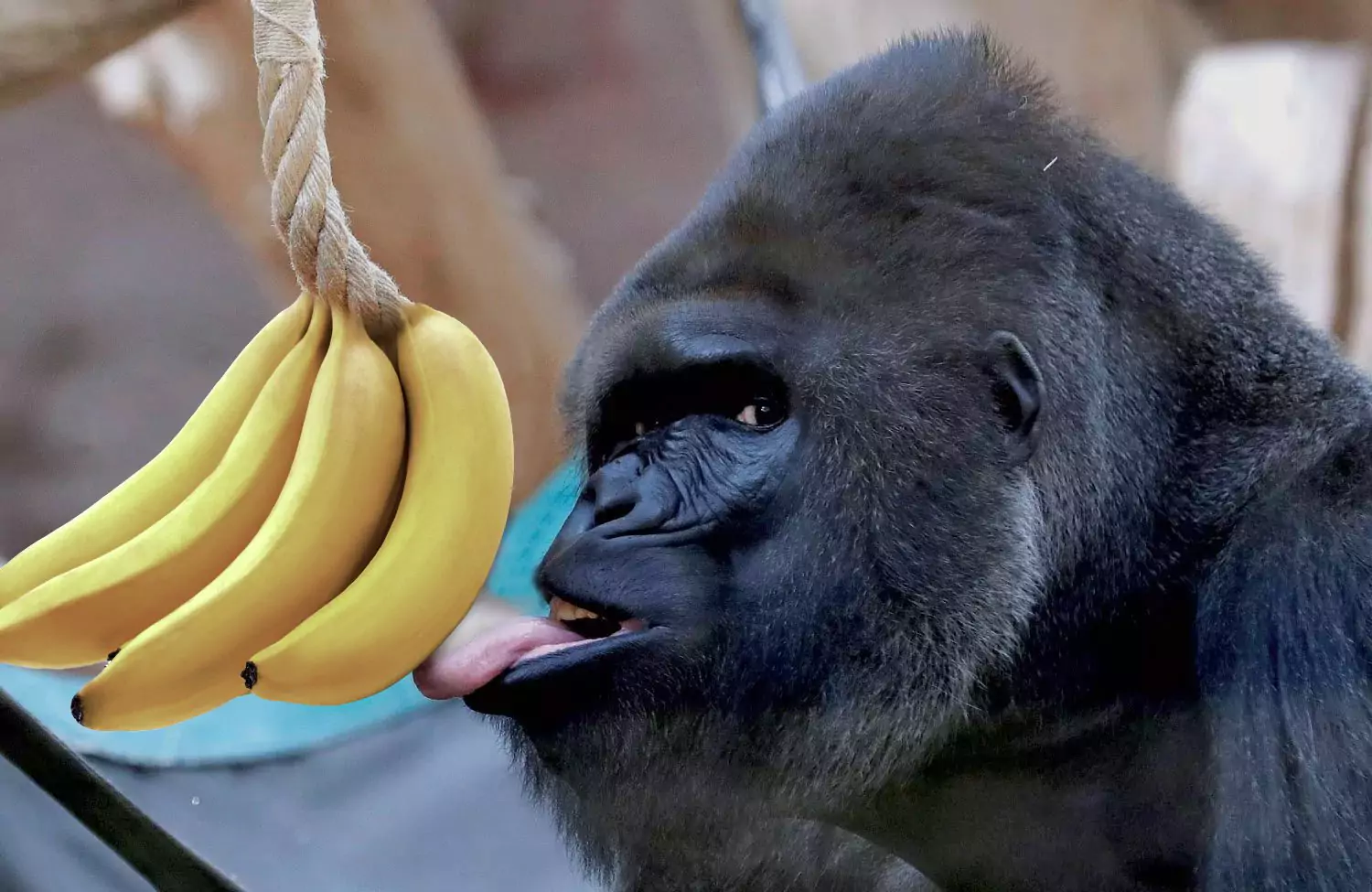 что едят гориллы