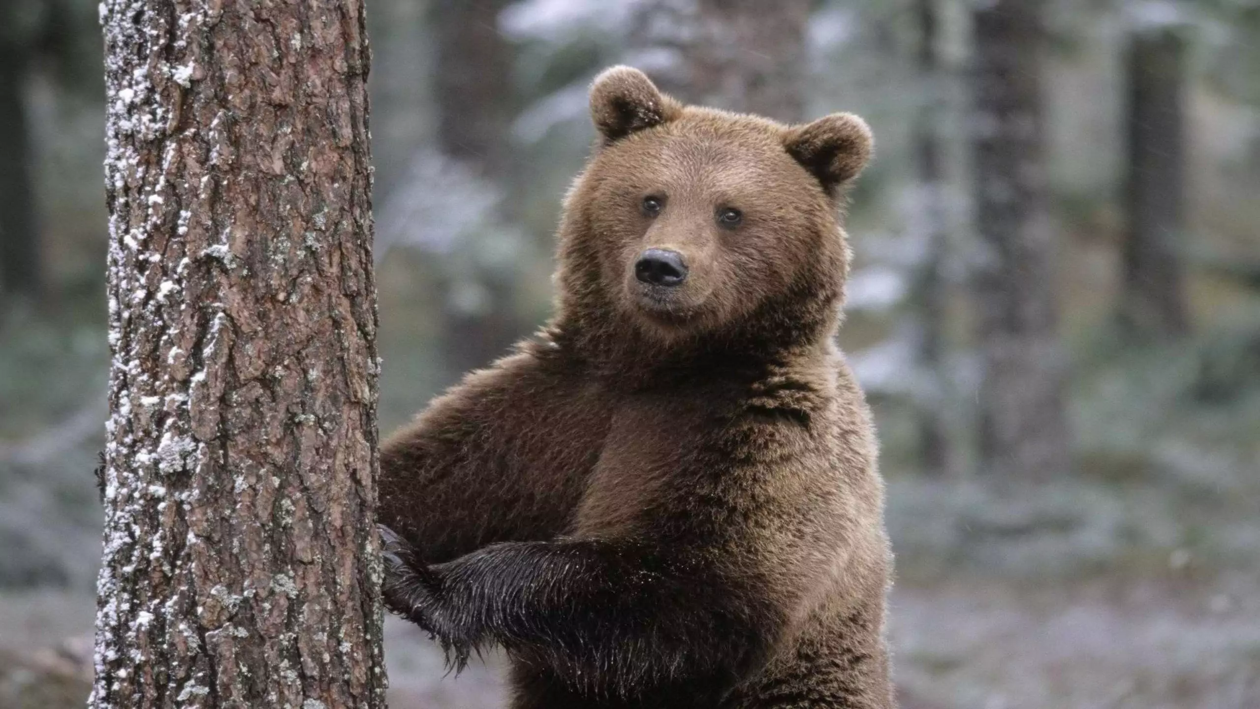 Бурый медведь (Ursus arctos): виды, фото, интересные факты