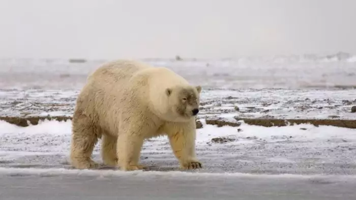 Интересные факты о белом медведе, полярный гризли