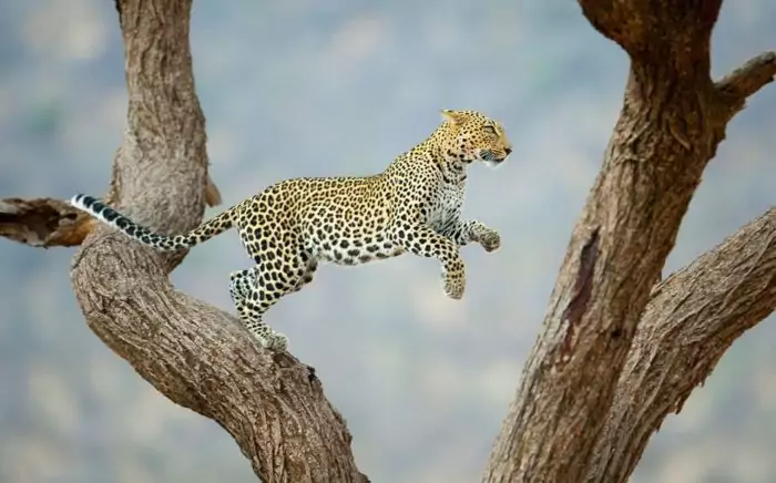 Интересные факты о леопарде