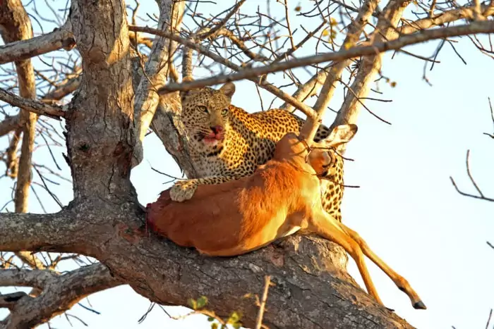 Особенности питания леопарда