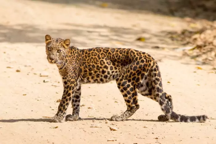 Индокитайский леопард (Panthera pardus delacouri)