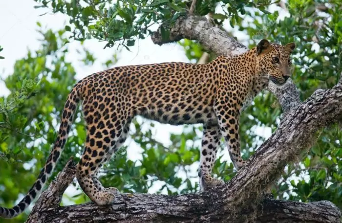 Цейлонский леопард (Panthera pardus kotiya)