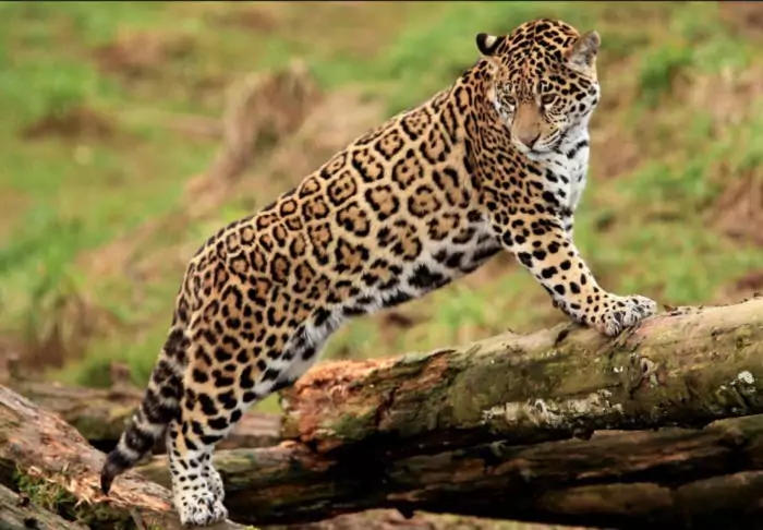 Яванский леопард (Panthera pardus melas)