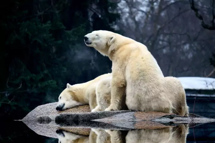 Самец и самка белого медведя: основные отличия