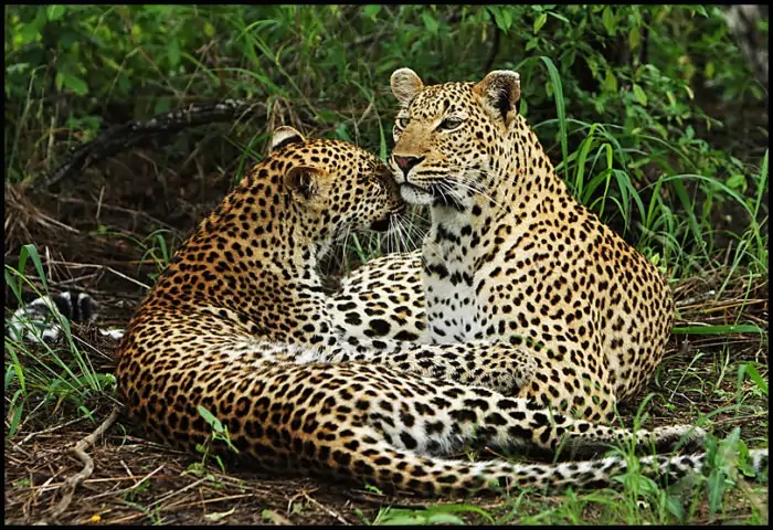 Самец и самка леопарда: основные отличия