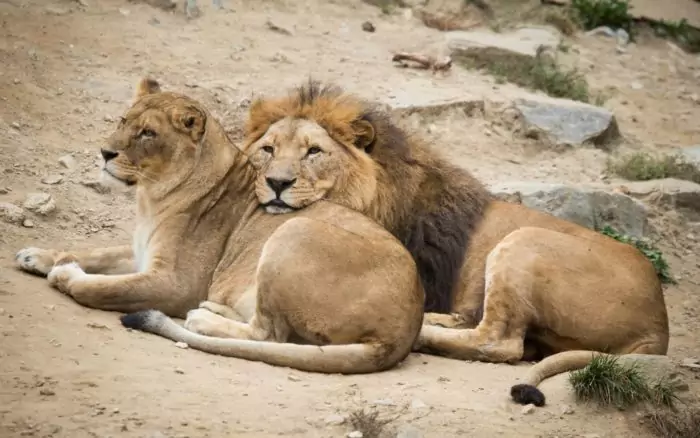 Самец и самка льва: основные отличия