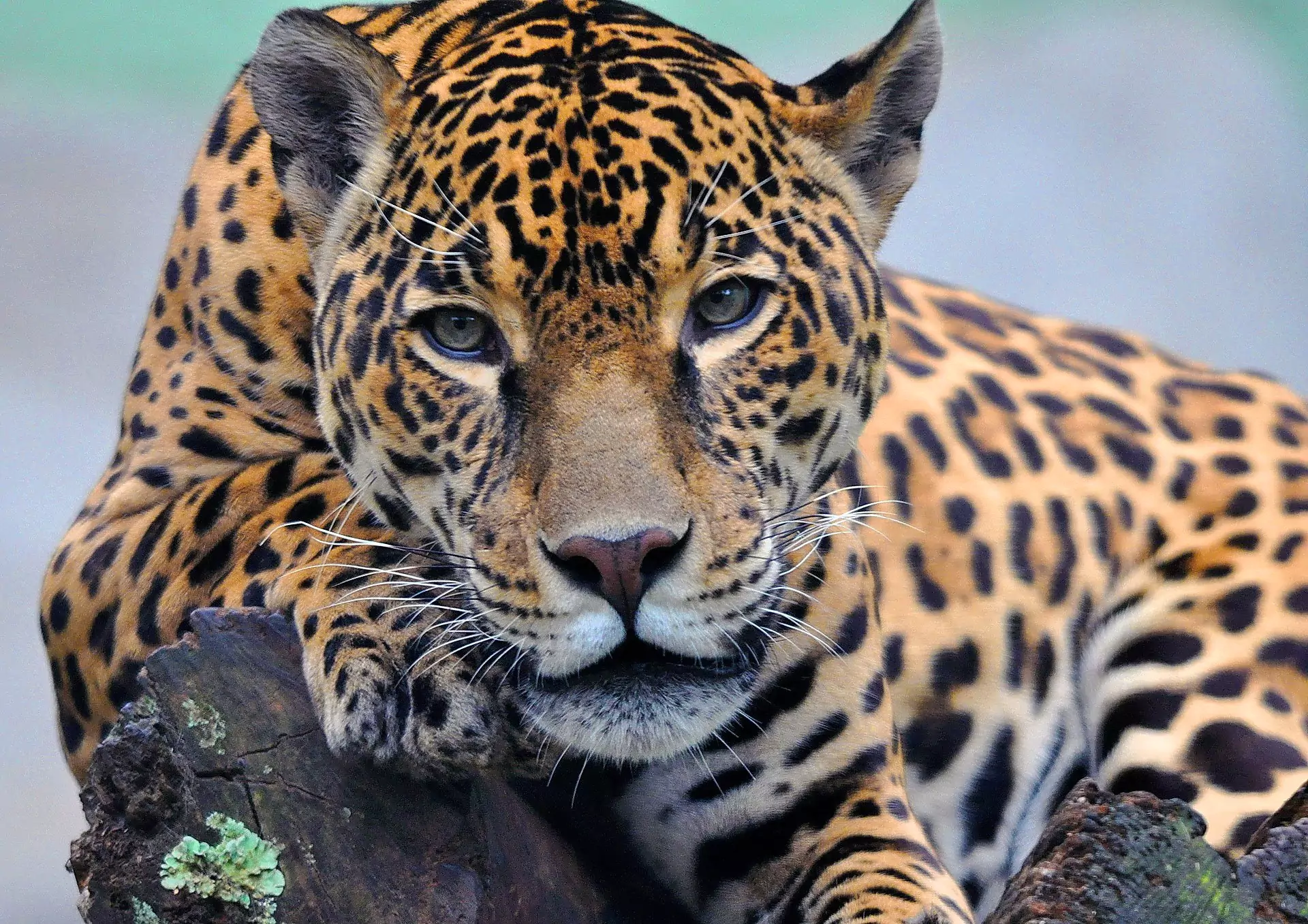 Ягуар (животное): описание и фото, где обитает, виды, размножение