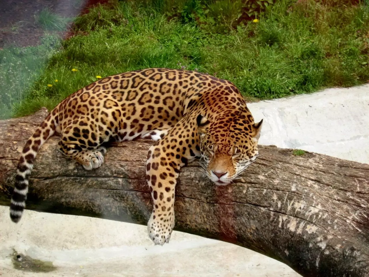 спящий ягуар