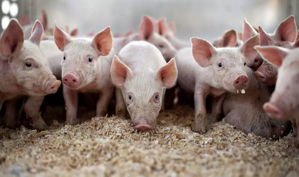 размножение свиней фото