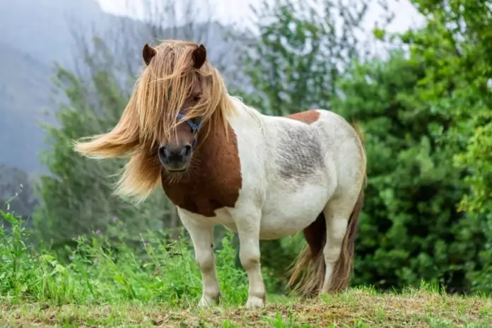 Пони ➨ мини-лошадь, описание, фото, питание, потомство, спорт