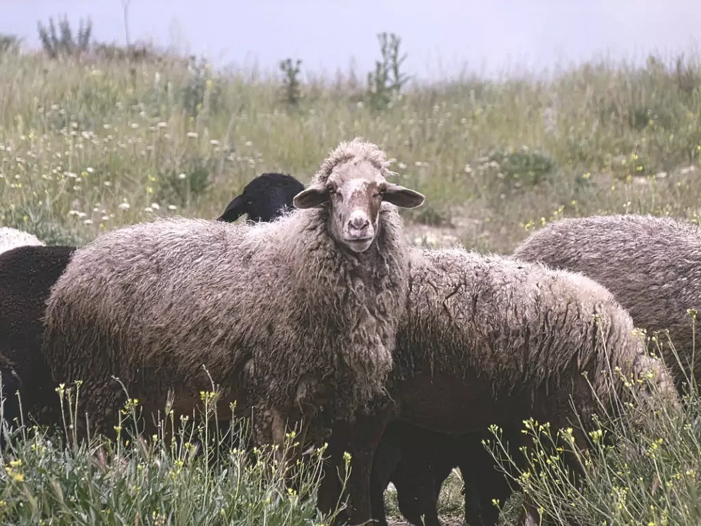 Самец и самка овец: основные отличия