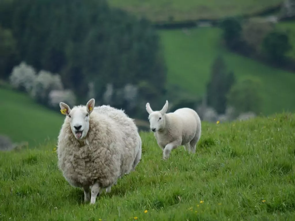 Овца • Описание, фото, особенности питания, распространение