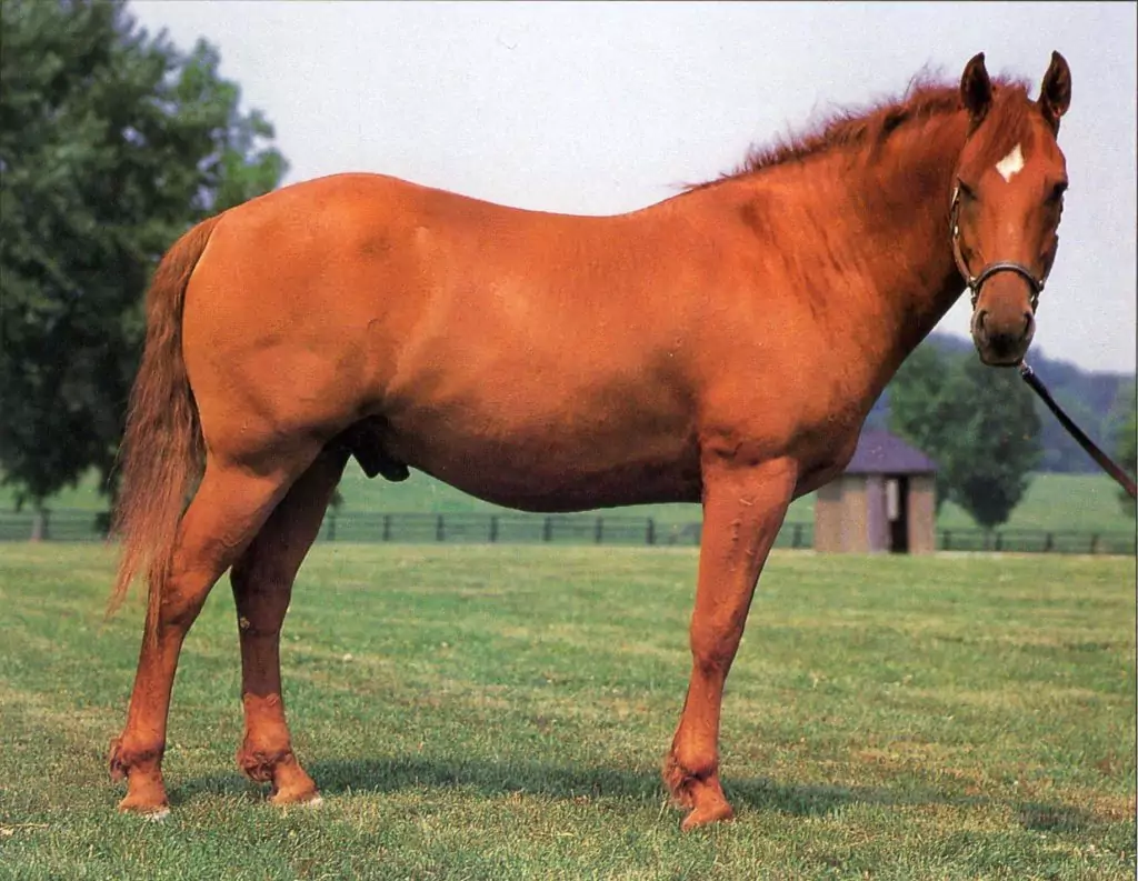 Лошадь Великопольская: описание породы, характеристики, особенности ухода и содержания, отзывы