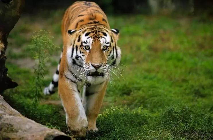 Амурские тигры – одни из наиболее малочисленных среди своих сородичей, численность популяции сегодня едва превышает 500 животных. Меньшее количество сохранилось только для суматранских тигров (до 500 особей) и южно-китайских (практически вымерли, 30 особей). Экологи стараются максимально усиливать охрану этих видов, чтобы предотвратить их полное вымирание.