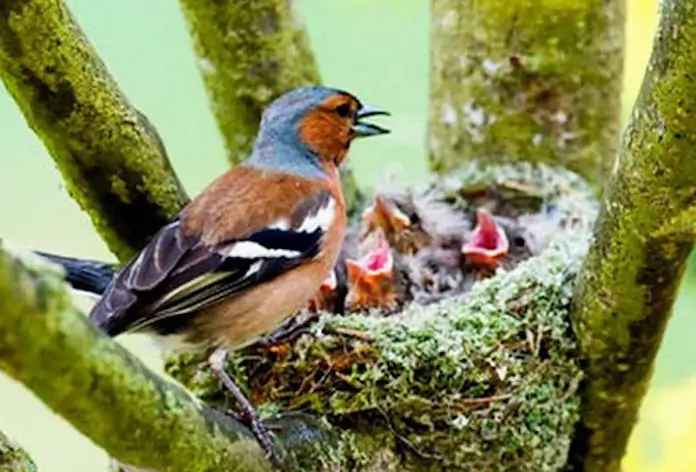 Самец зяблика кормит птенцов - фото