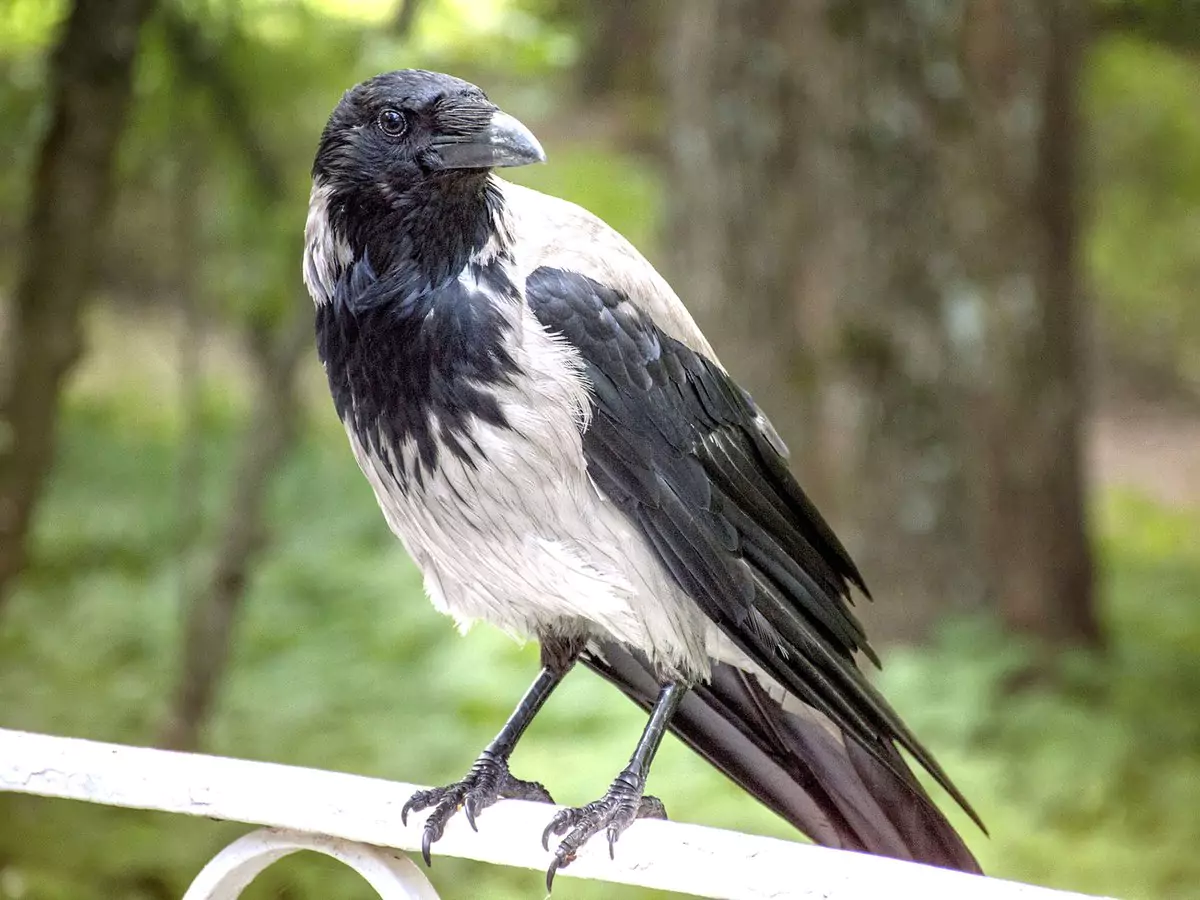 черная ворона птица