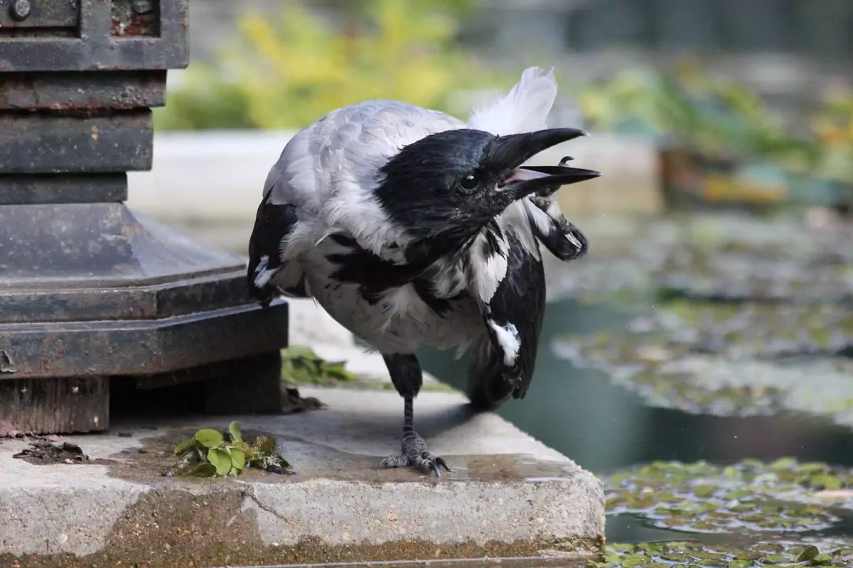 Птица ворона: описание, виды, фото, преметы, интересные факты