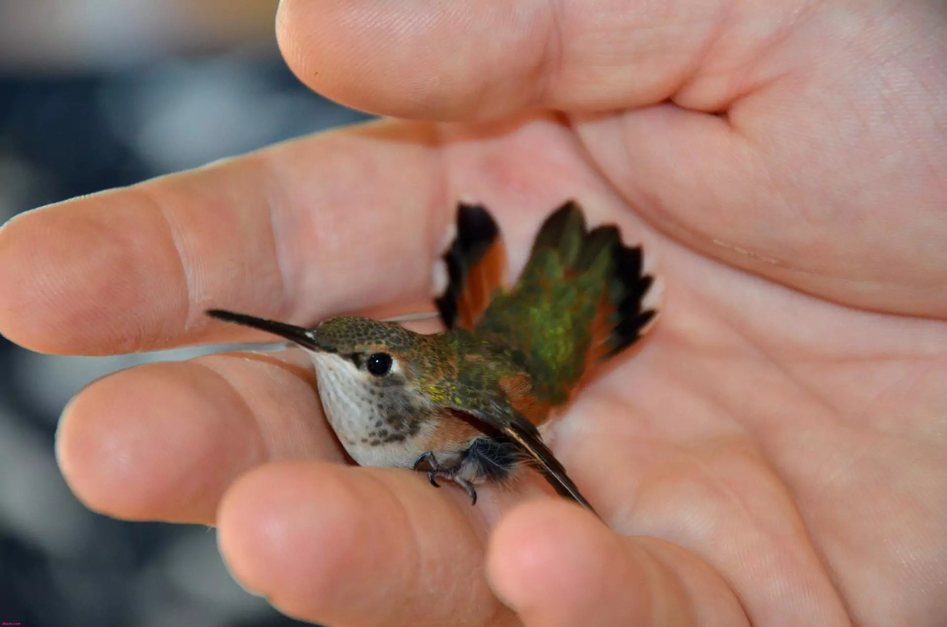 сколько сантиметров колибри