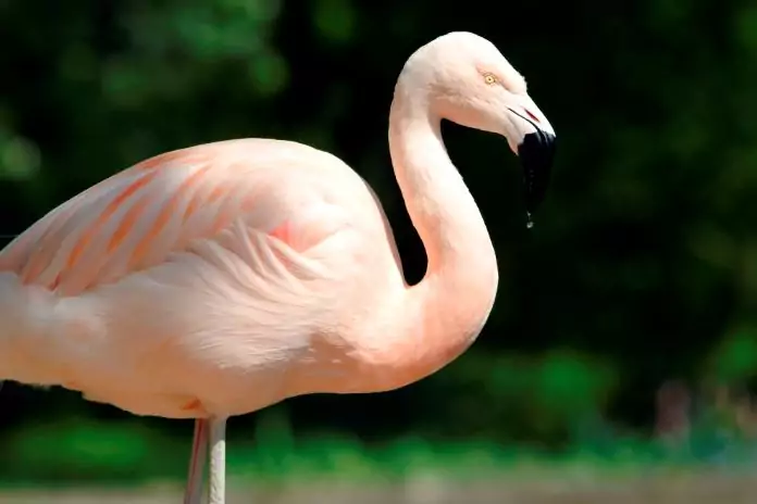 Обыкновенный фламинго в Ульяновской области