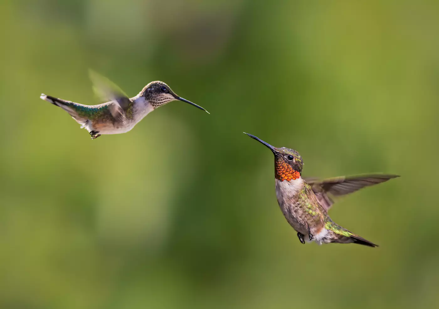 самки колибри