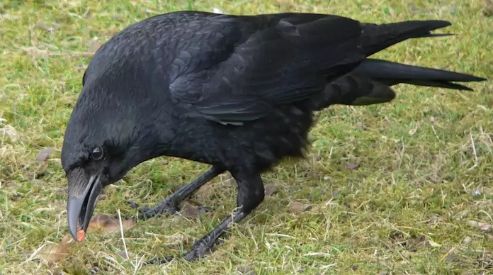 Черная ворона