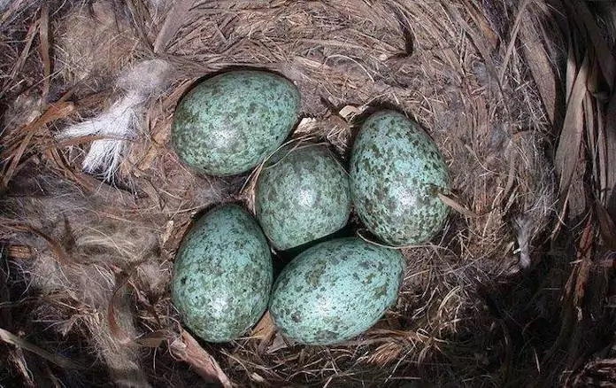 Яйца вороны