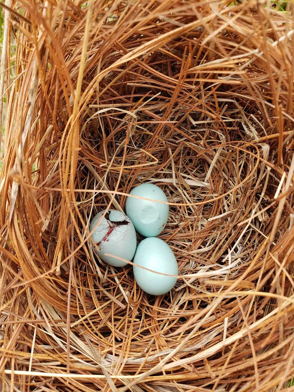 размер яйца колибри