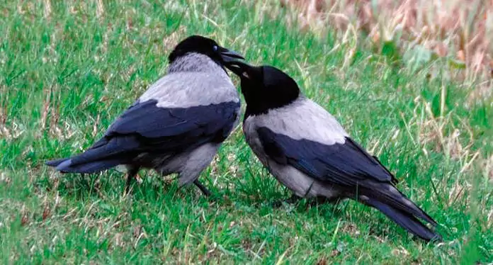 Самка и самец вороны