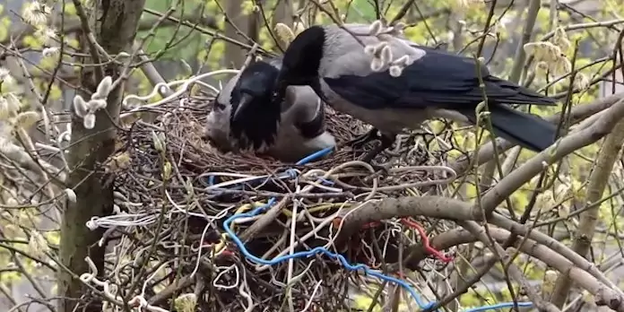 Самец и самка вороны строят гнездо