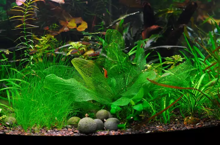 Апоногетон аквариумное растение фото