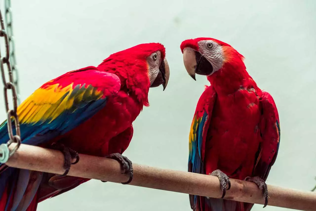 Красный попугай ара описание