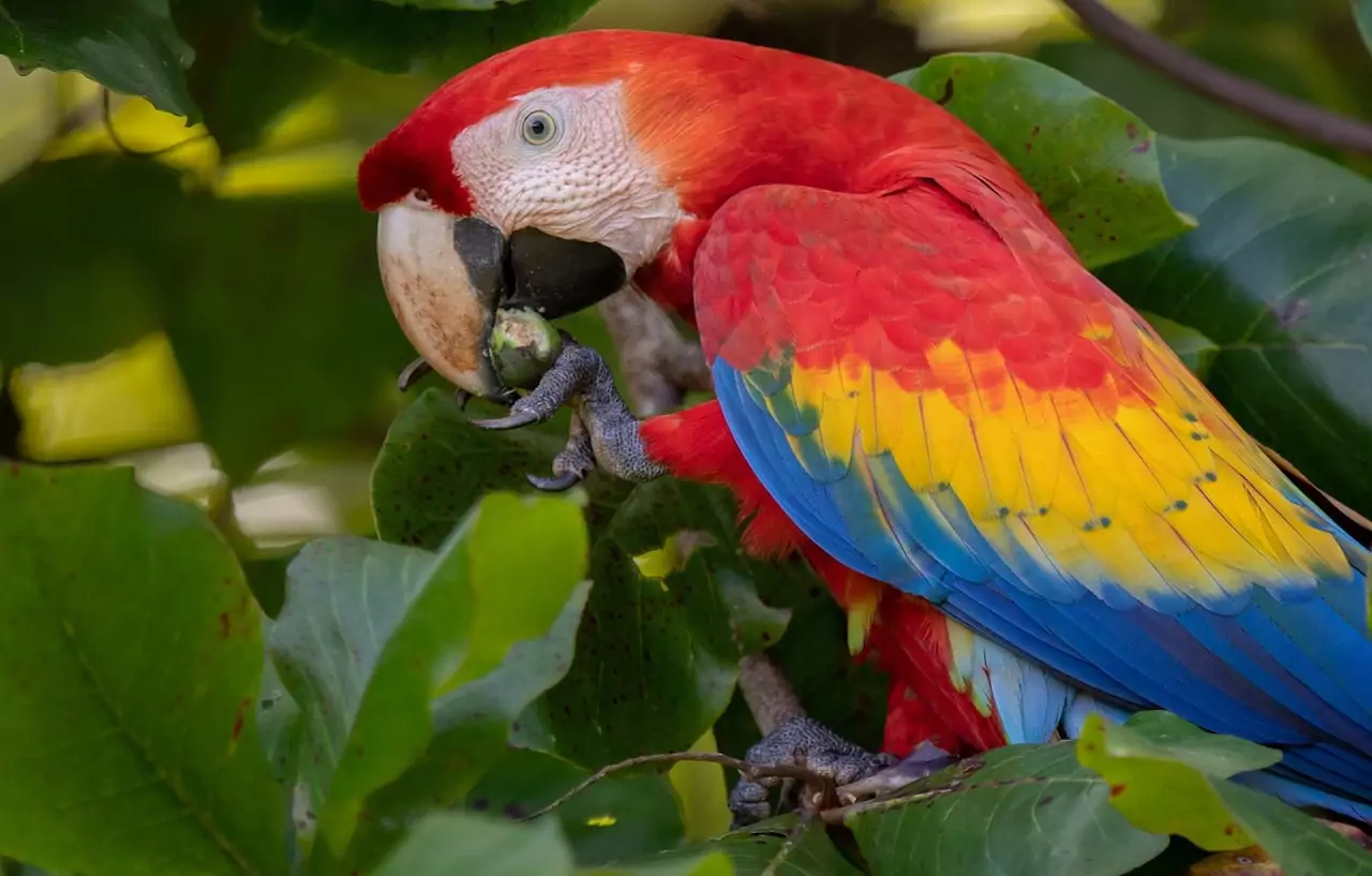 Красный попугай ара что за птица