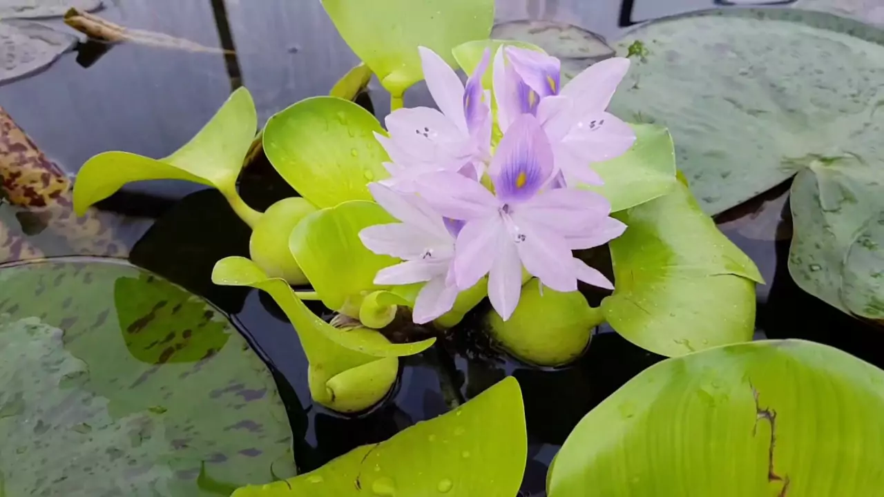 Эйхорния водный гиацинт: фото, разновидности, посадка и уход в аквариуме. Как сохранить растение зимой?