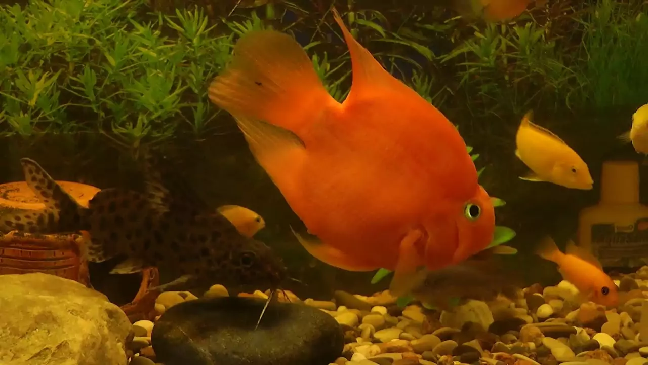 Красный попугай рыба совместимость