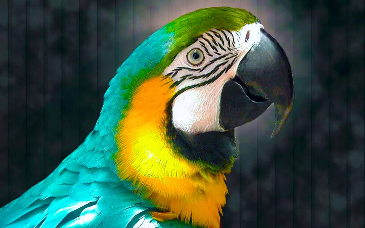 Как выглядит попугай ара